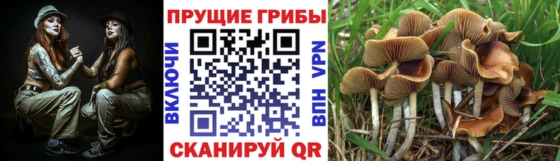 Псилоцибиновые грибы Psilocybine cubensis  kraken как зайти  Грозный  купить наркотики цена 